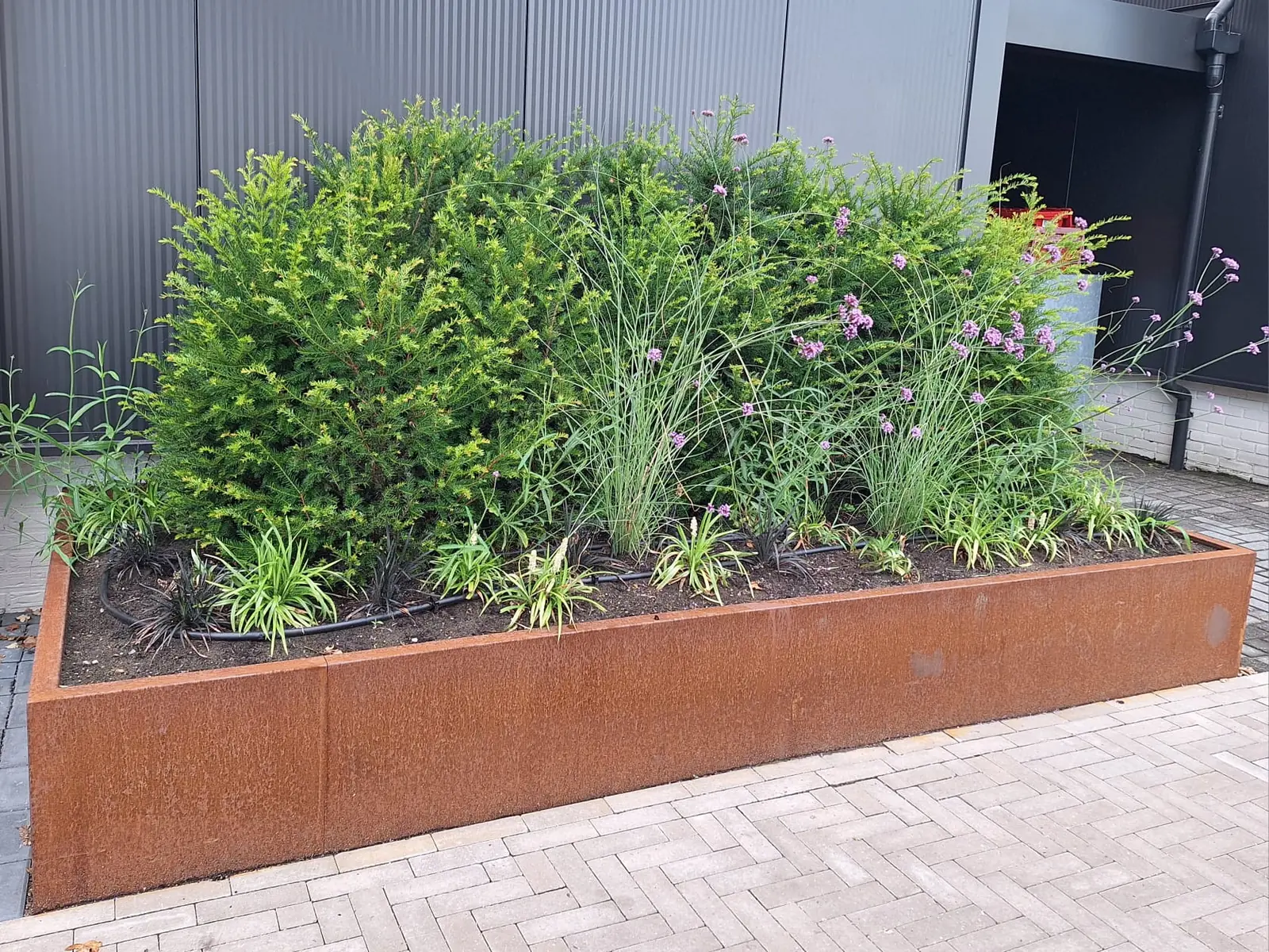 Cortenstalen plantenbakken met taxus, siergrassen en Verbena bij het bedrijfspand van Dalukt in Barneveld