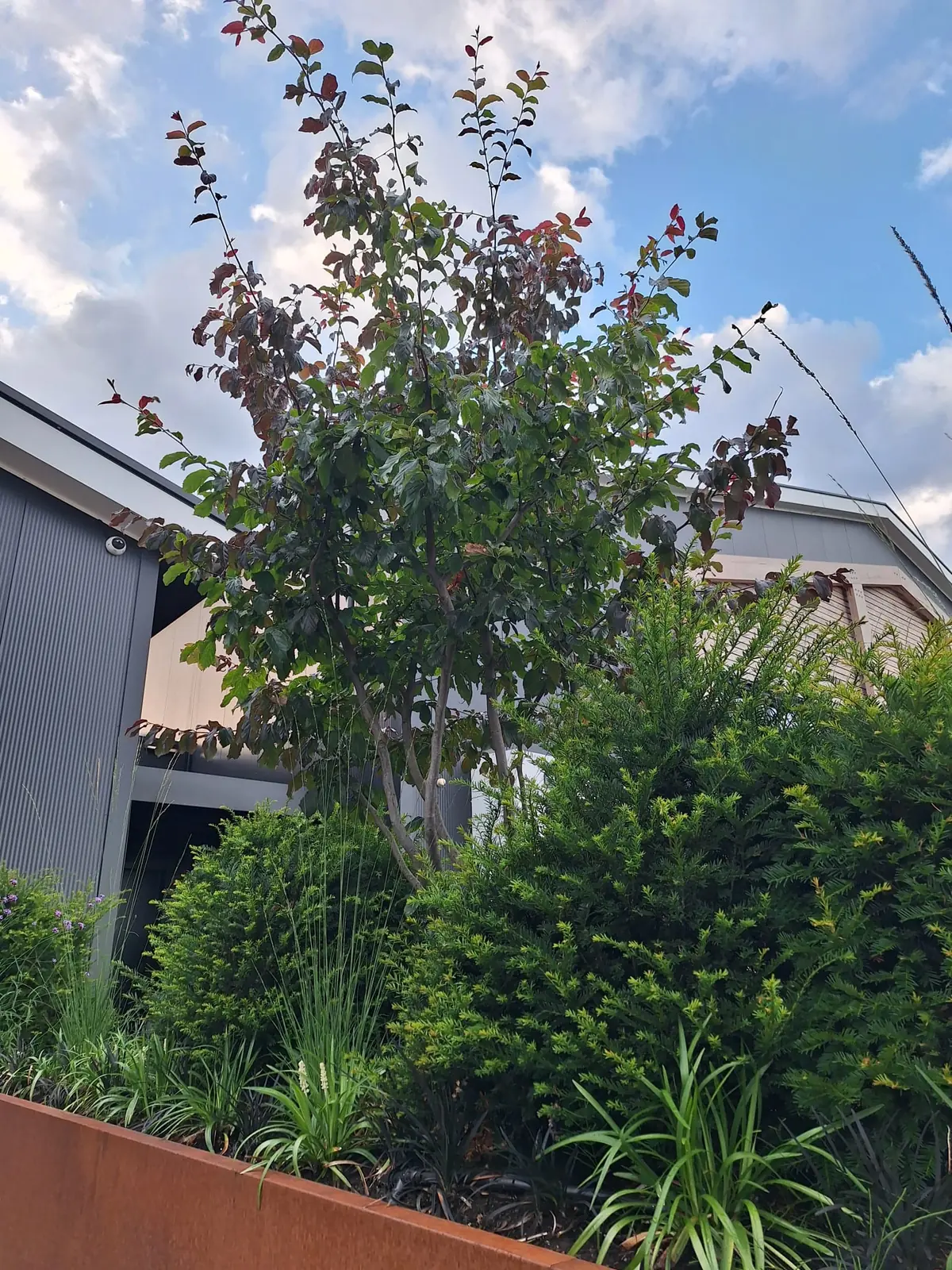 Meerstammige solitaire boom met roodbruin blad in de cortenstalen plantenbak bij Dalukt