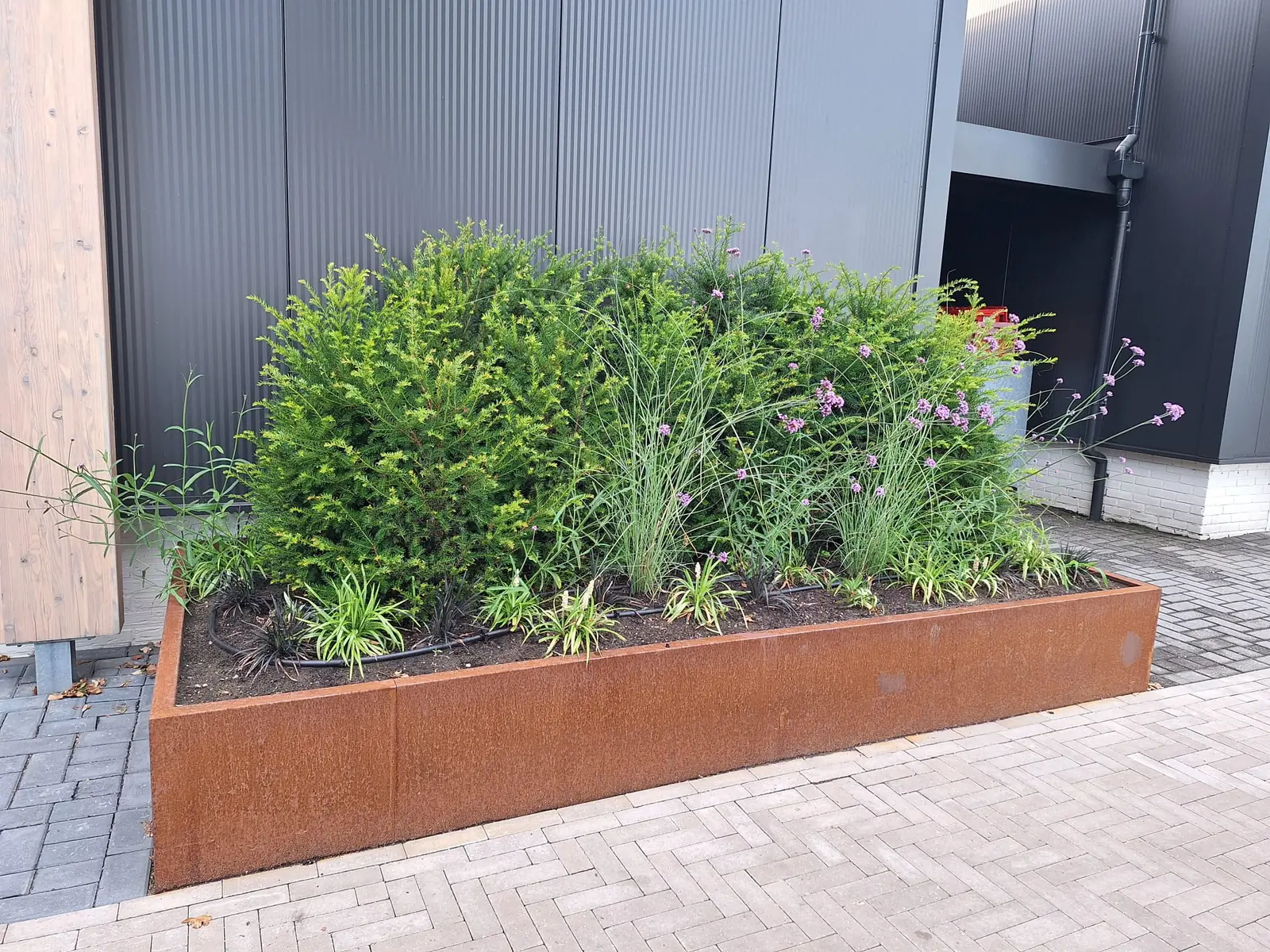 Brede cortenstalen plantenbak met taxus, siergrassen en Verbena voor de gevel van Dalukt in Barneveld