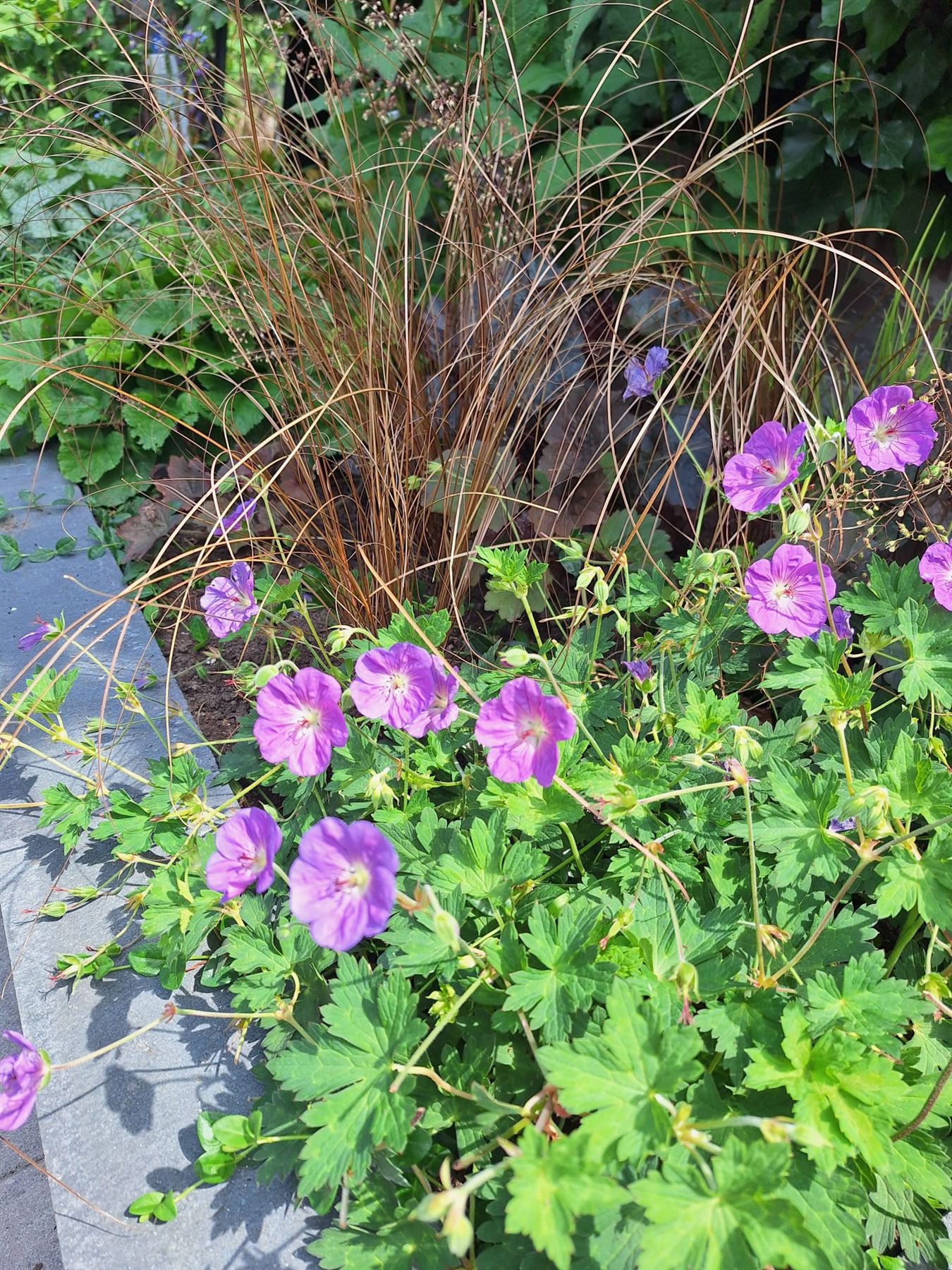 Tuin Scherpenzeel — beeld 4
